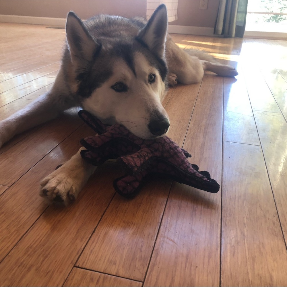 Meet your Posher, Elizabeth